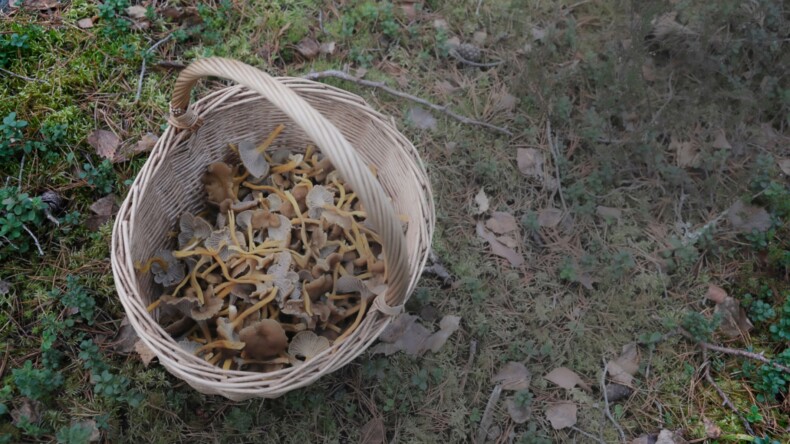 Metsän värit haalistuvat